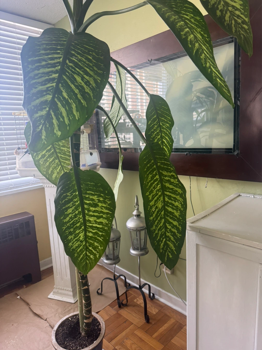 Large Dumb Cane Plant