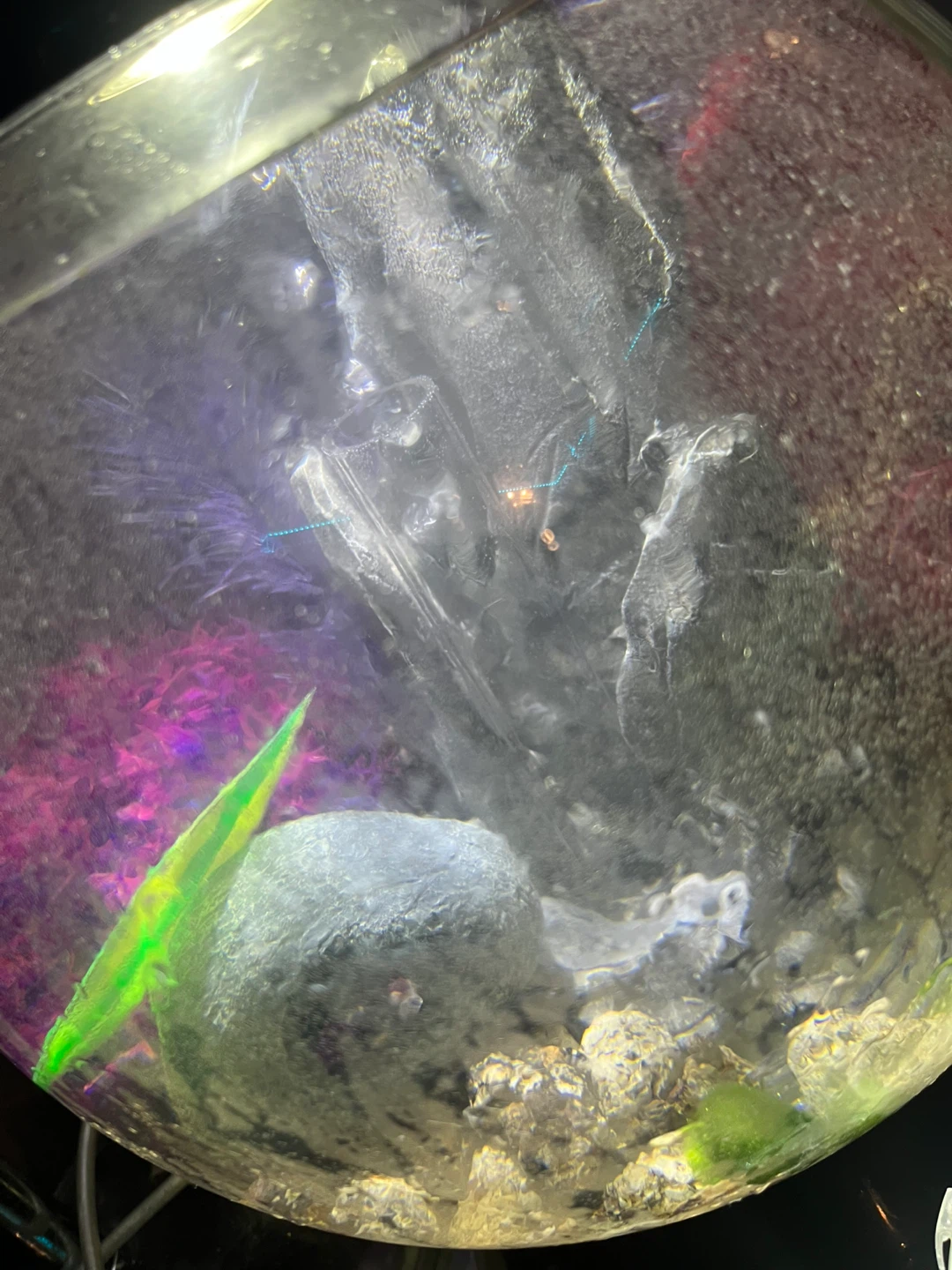 Bio orb fish tank aquarium - photo 4
