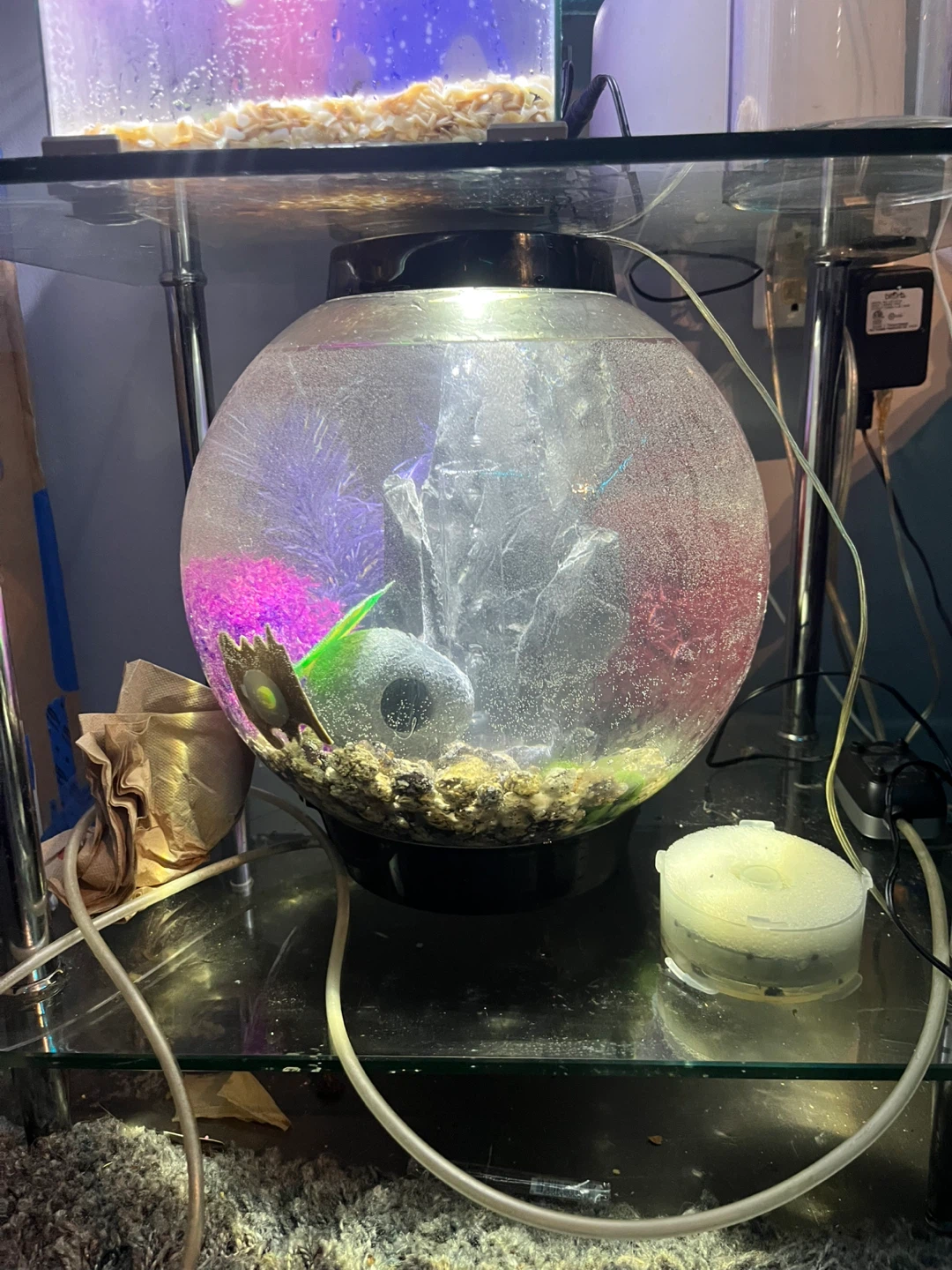 Bio orb fish tank aquarium - photo 3