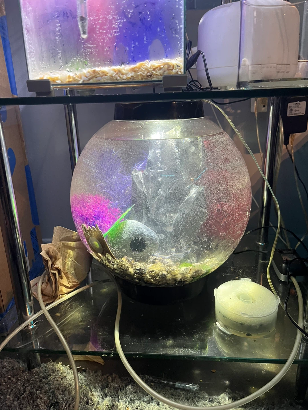 Bio orb fish tank aquarium - photo 2