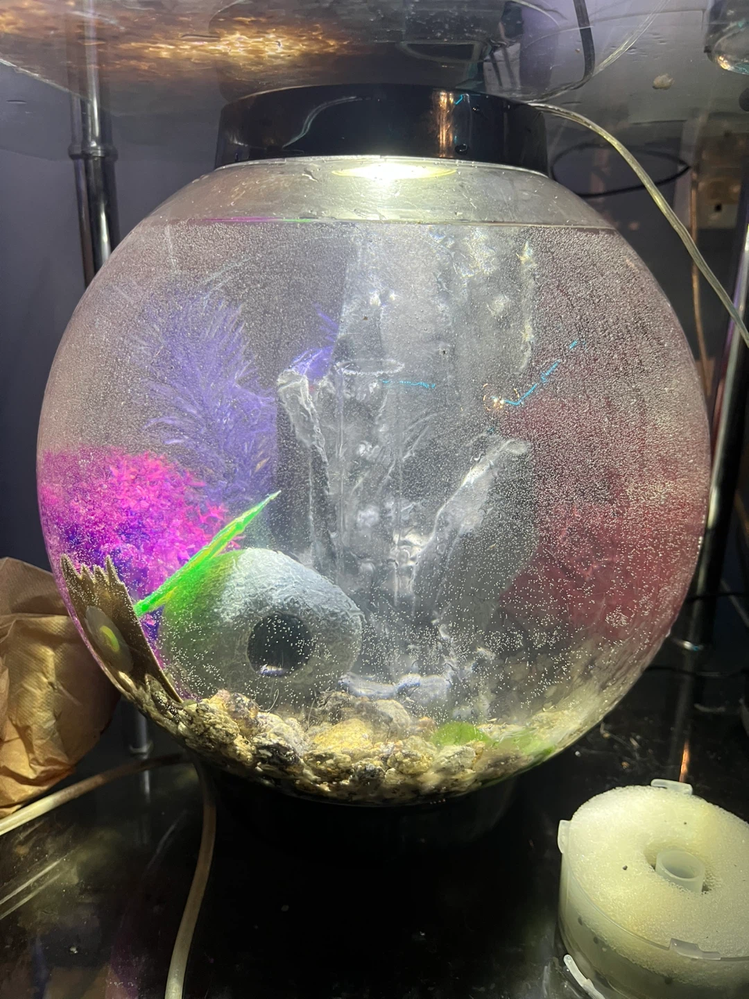 Bio orb fish tank aquarium
