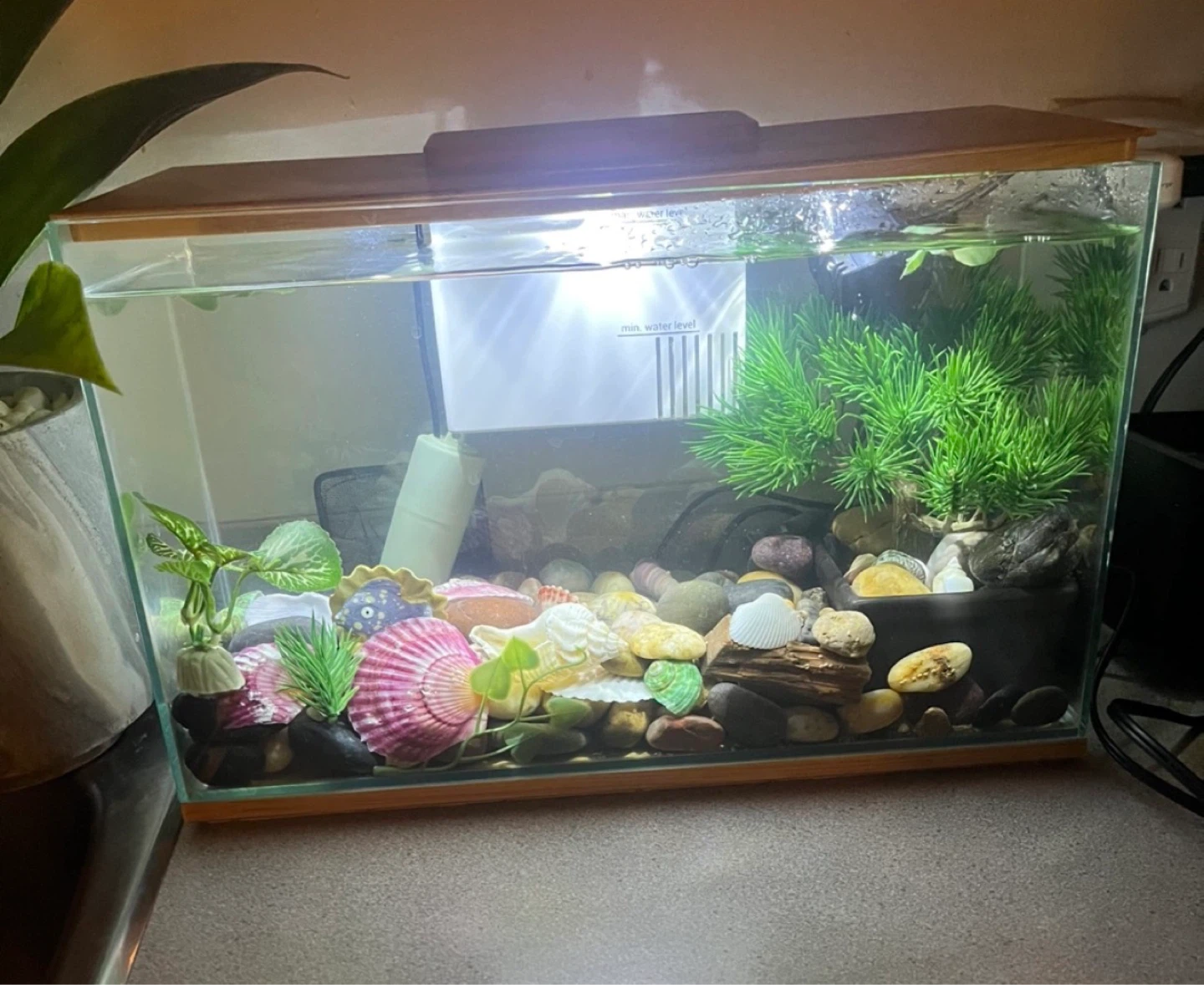 Glass Aquarium Tank with Decorative Shells