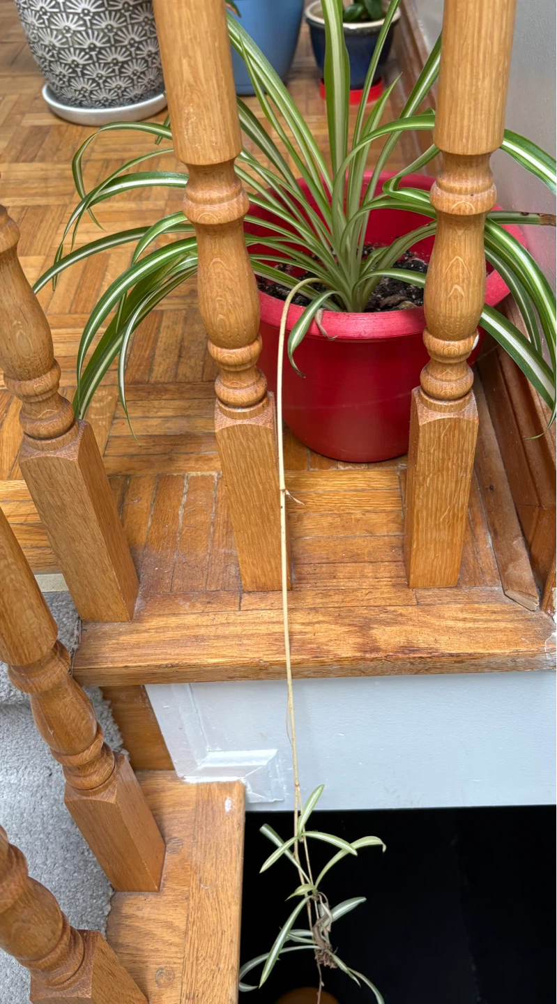 Spider Plant in Red Pot - photo 3