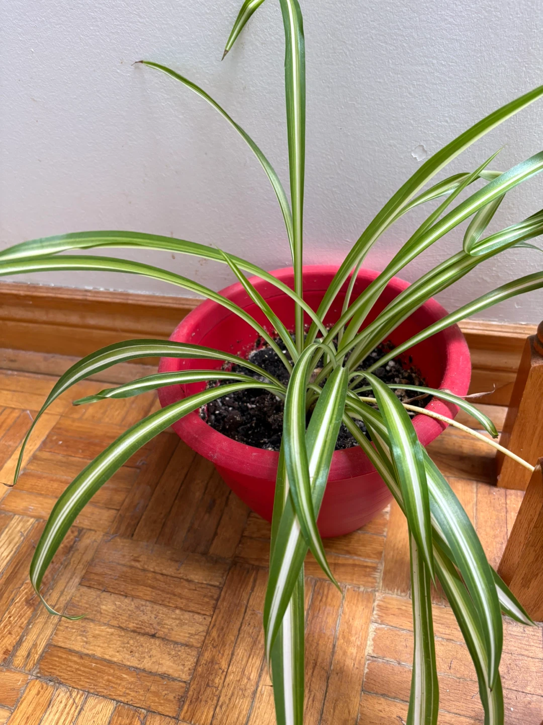 Spider Plant in Red Pot - photo 4
