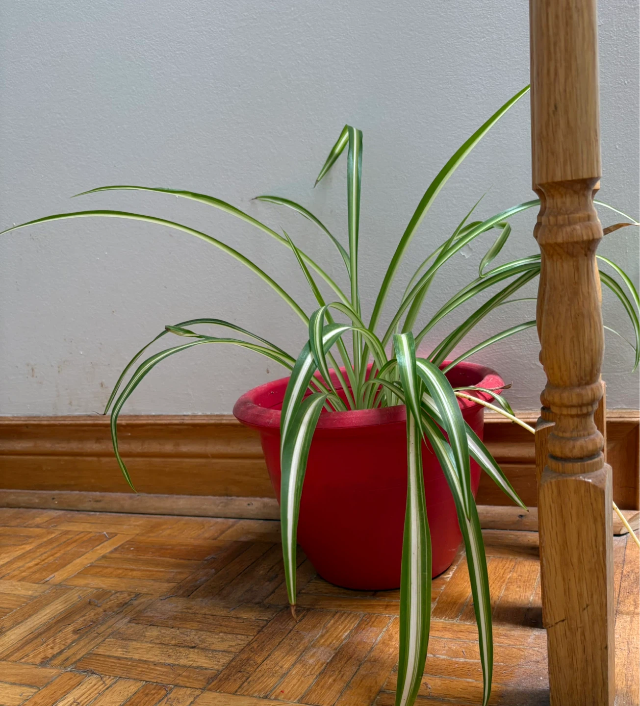 Spider Plant in Red Pot