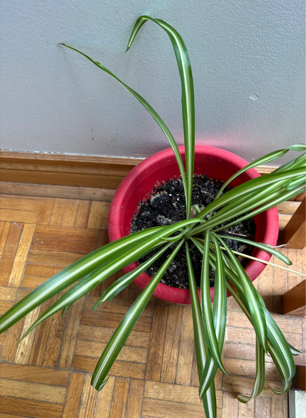 Spider Plant in Red Pot - photo 2