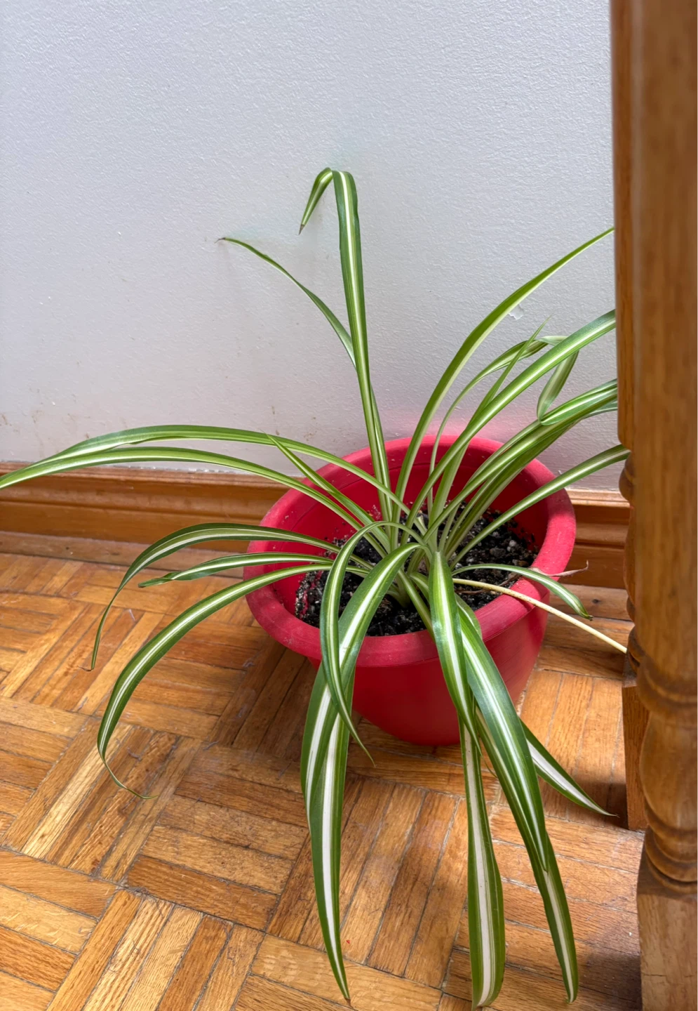 Spider Plant in Red Pot - photo 5
