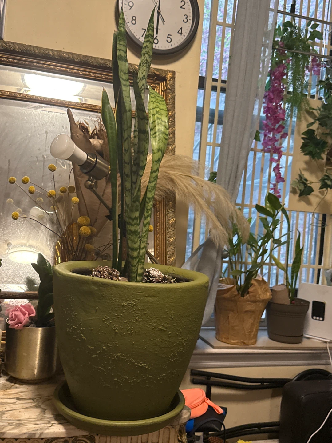 Ceramic Pot & snake plant  🥕medium /B