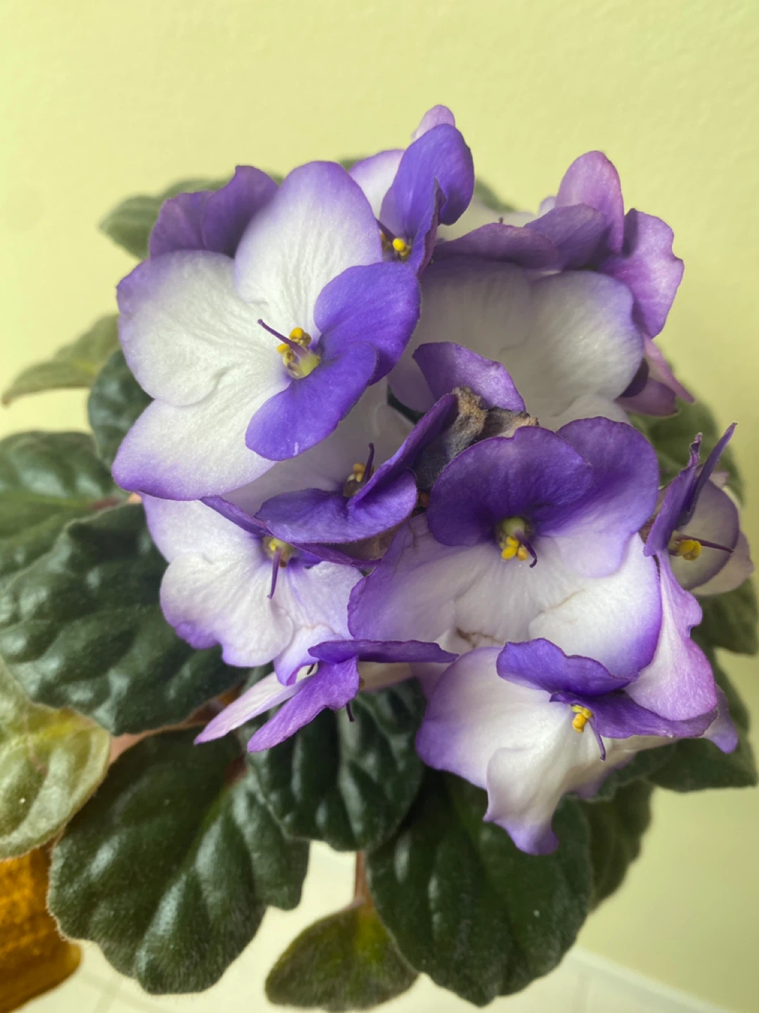 African Violet Plant - photo 2