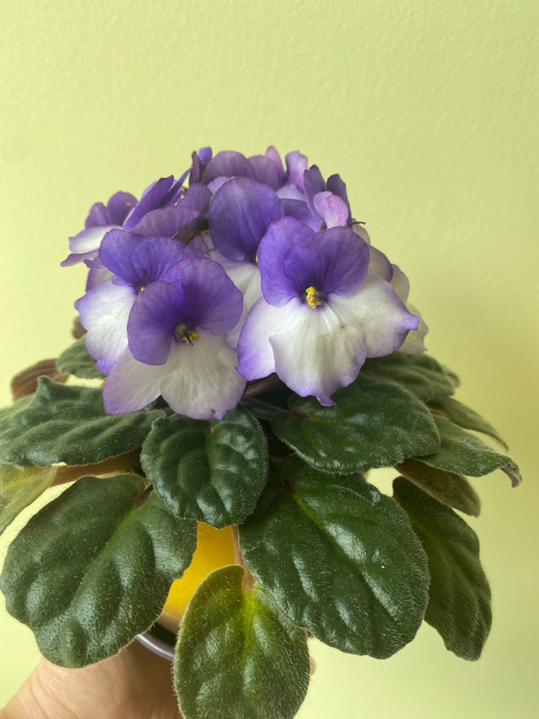 African Violet Plant