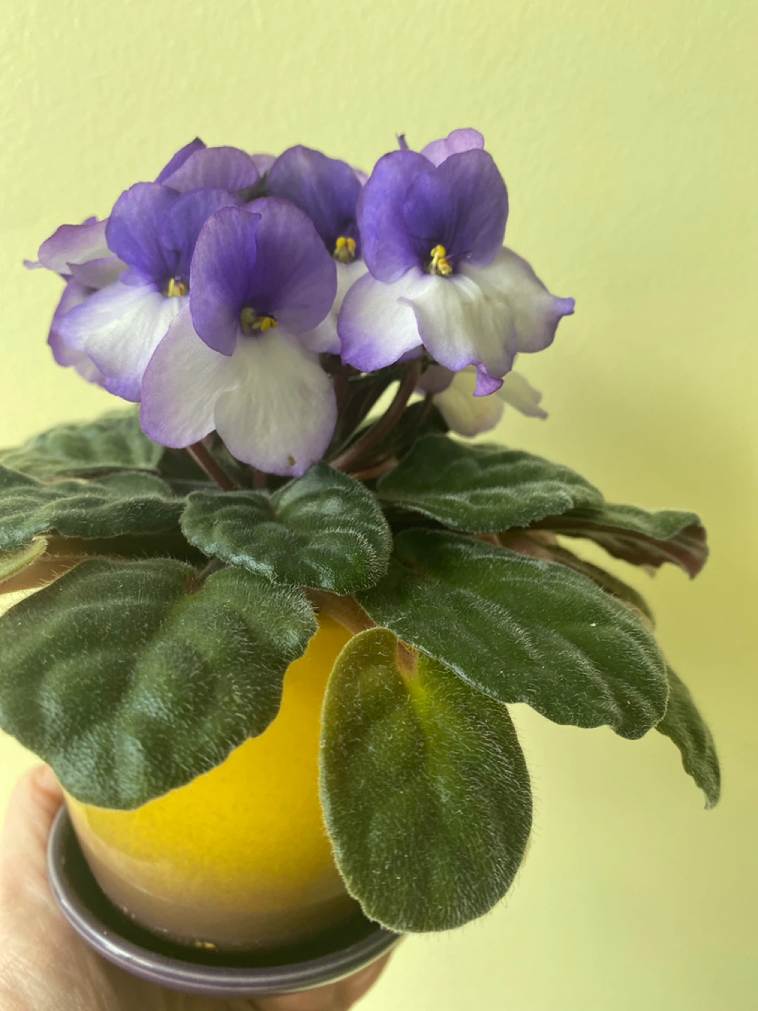 African Violet Plant - photo 3