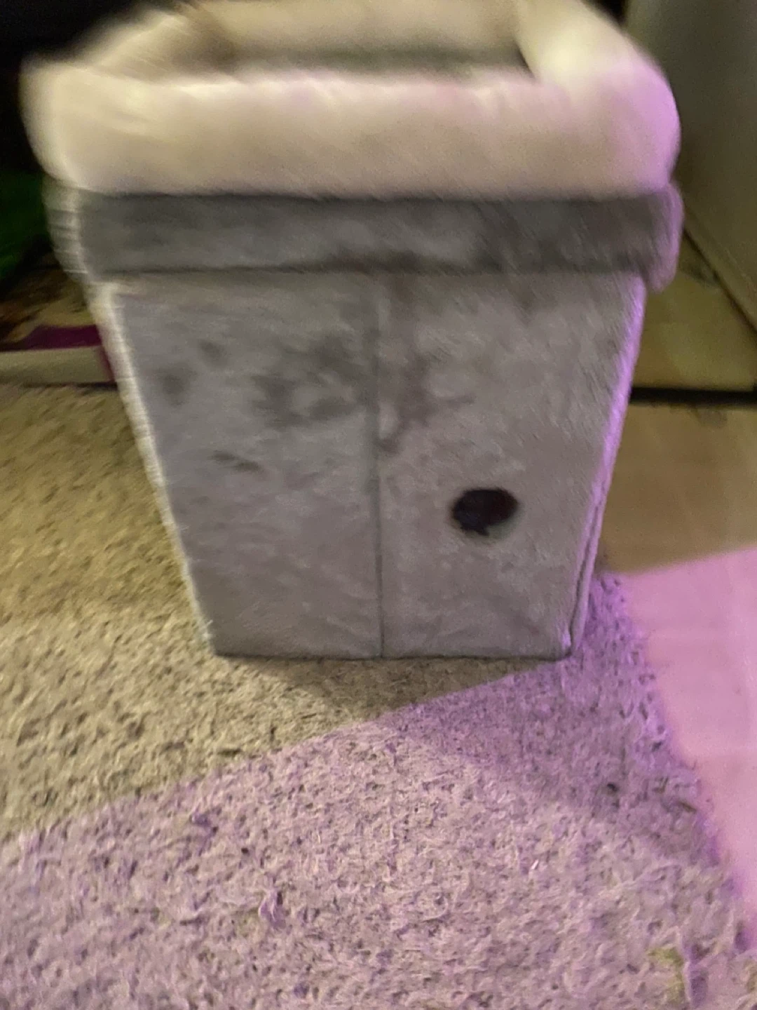 Grey cat condo - photo 4