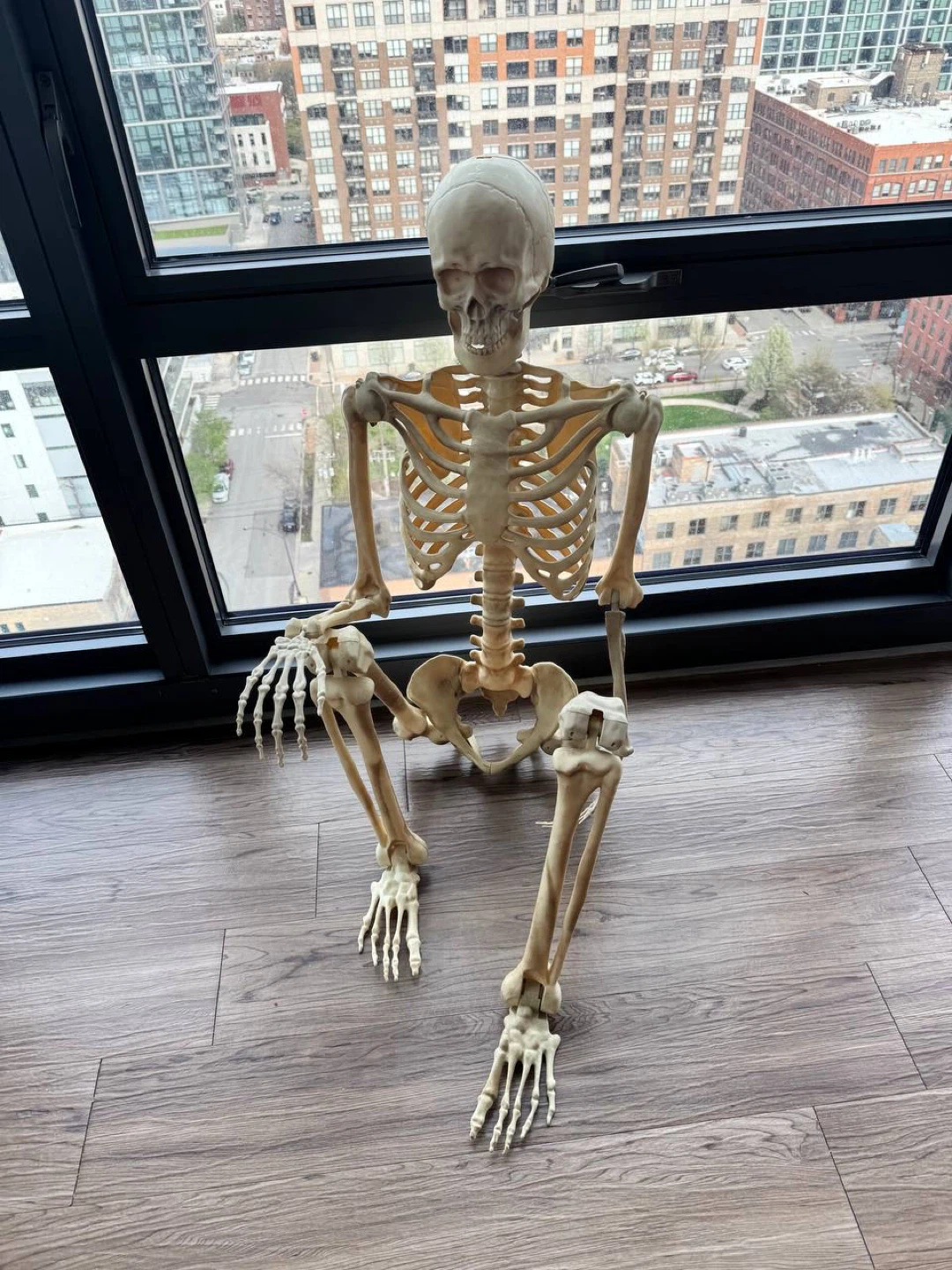 Human Anatomy Skeleton Model Halloween