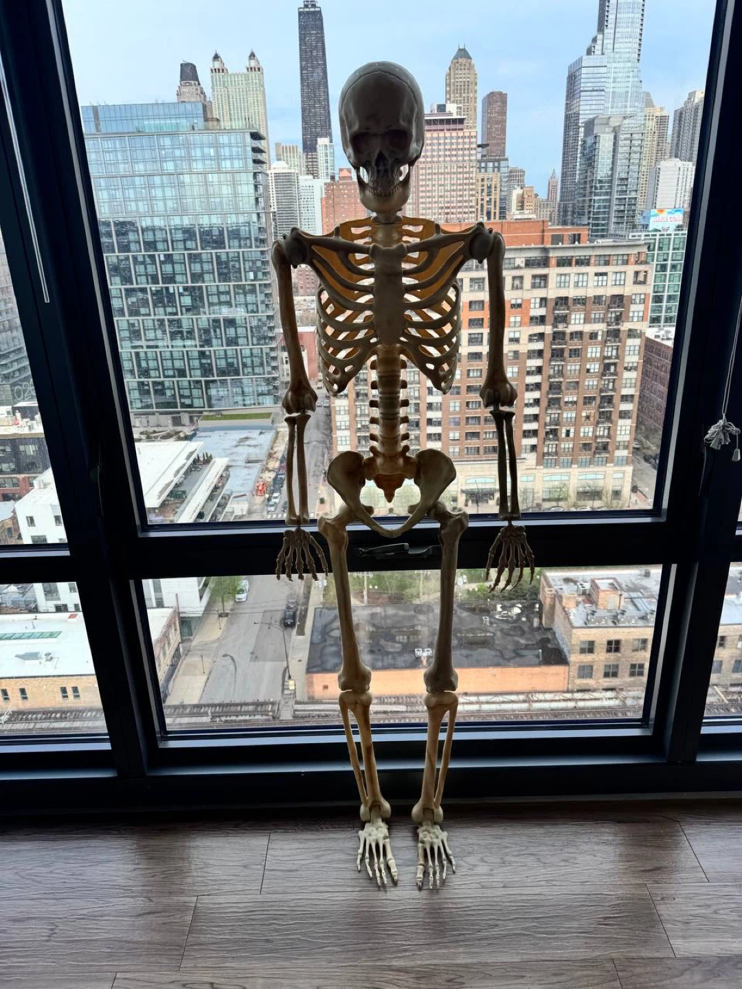 Human Anatomy Skeleton Model Halloween - photo 5