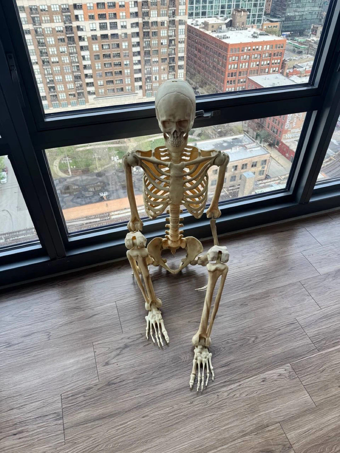 Human Anatomy Skeleton Model Halloween - photo 3