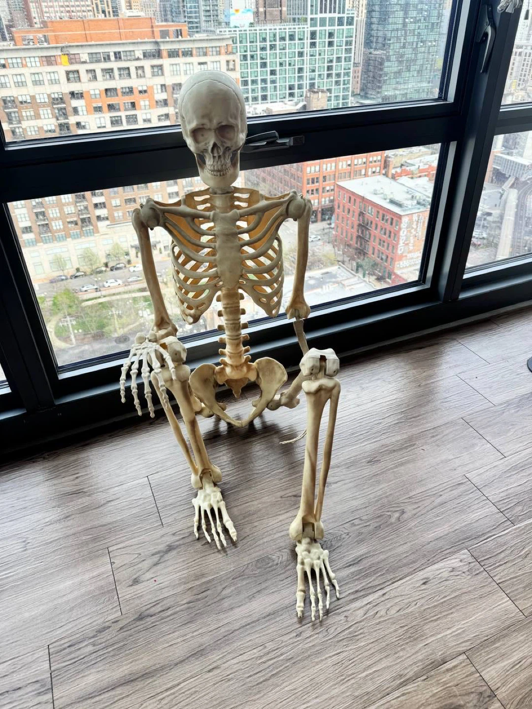 Human Anatomy Skeleton Model Halloween - photo 2