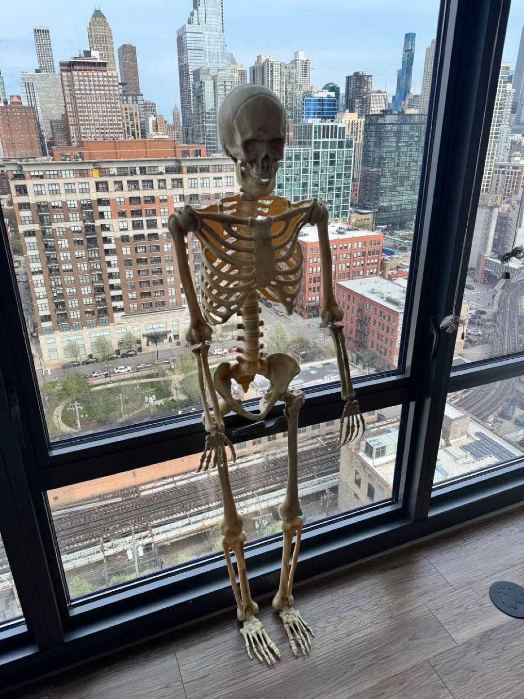 Human Anatomy Skeleton Model Halloween - photo 4