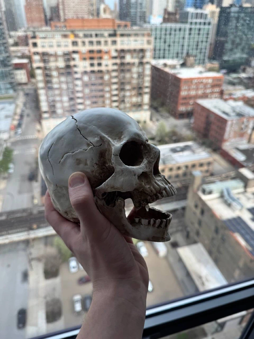 Halloween Prop Skull Replica Prop