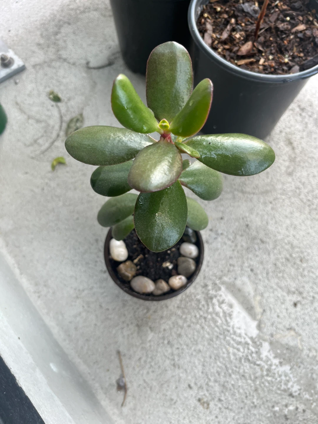 Jade Plant in Pot - photo 2