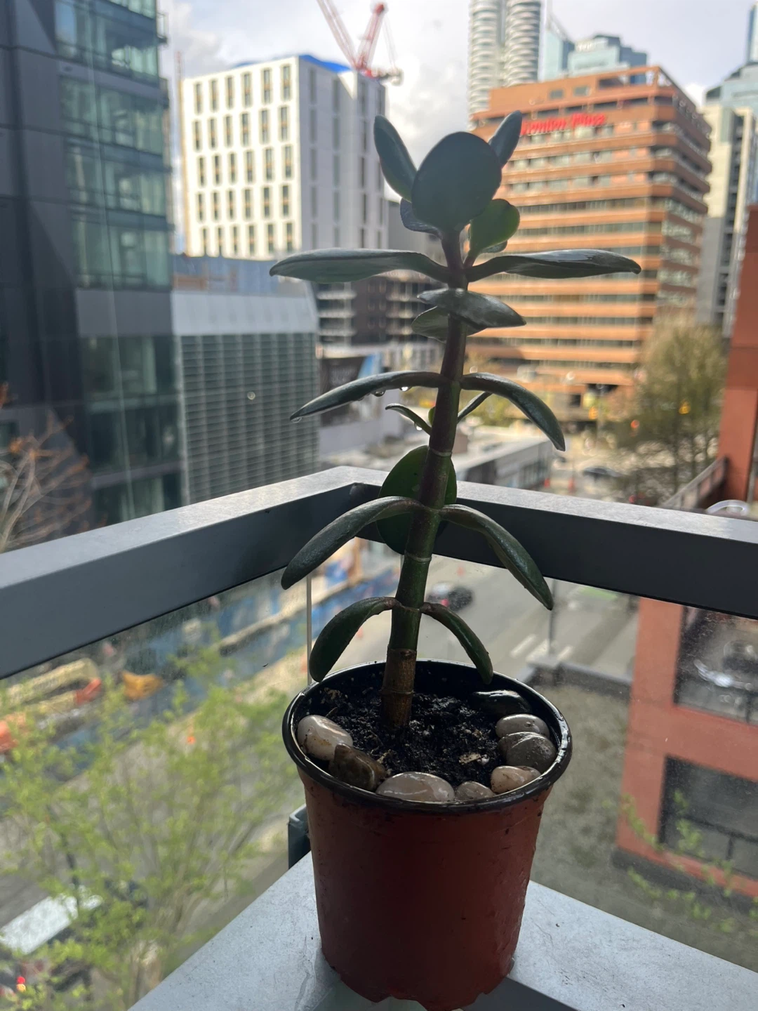 Jade Plant in Pot