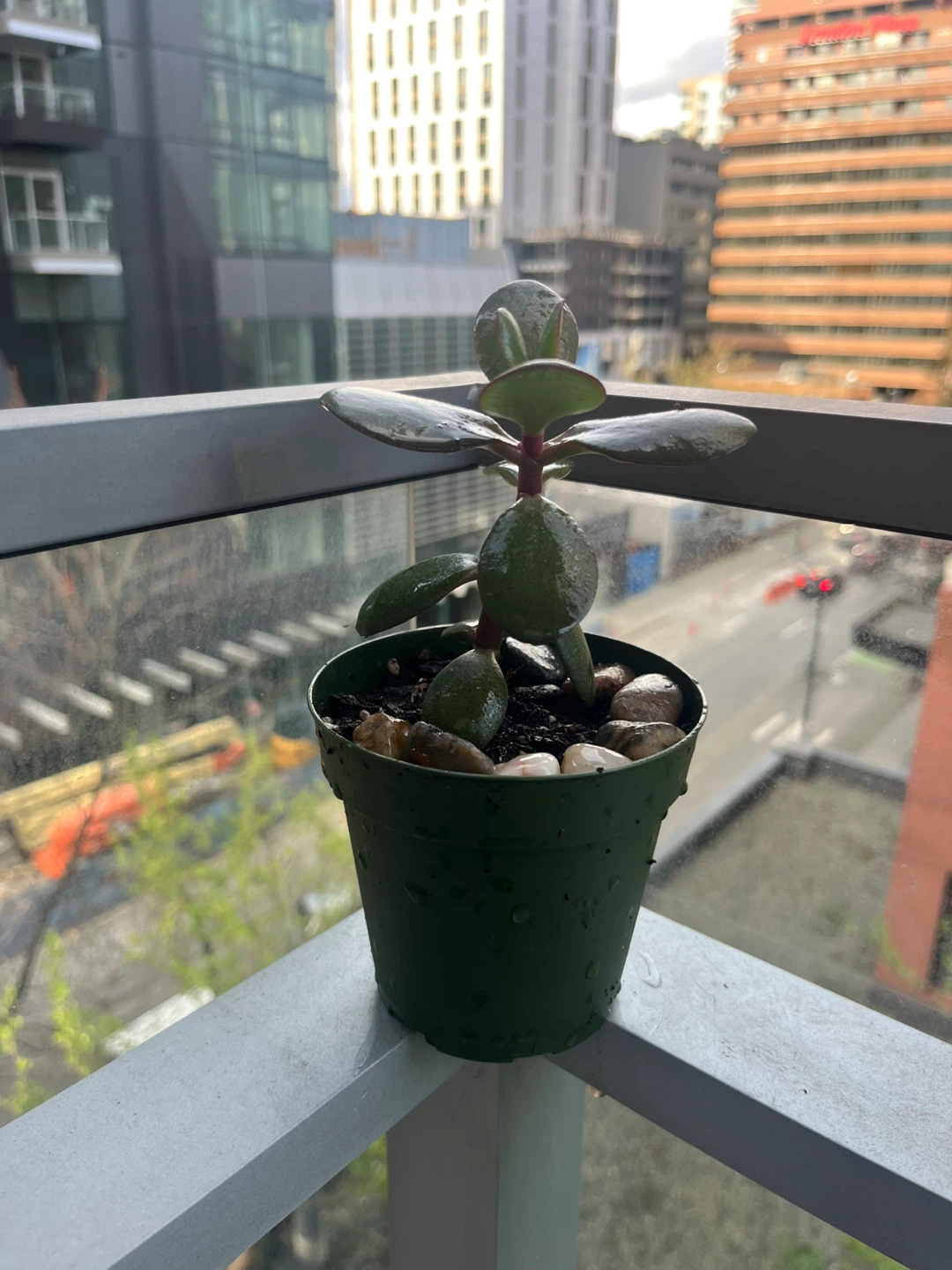 Jade Plant Succulent