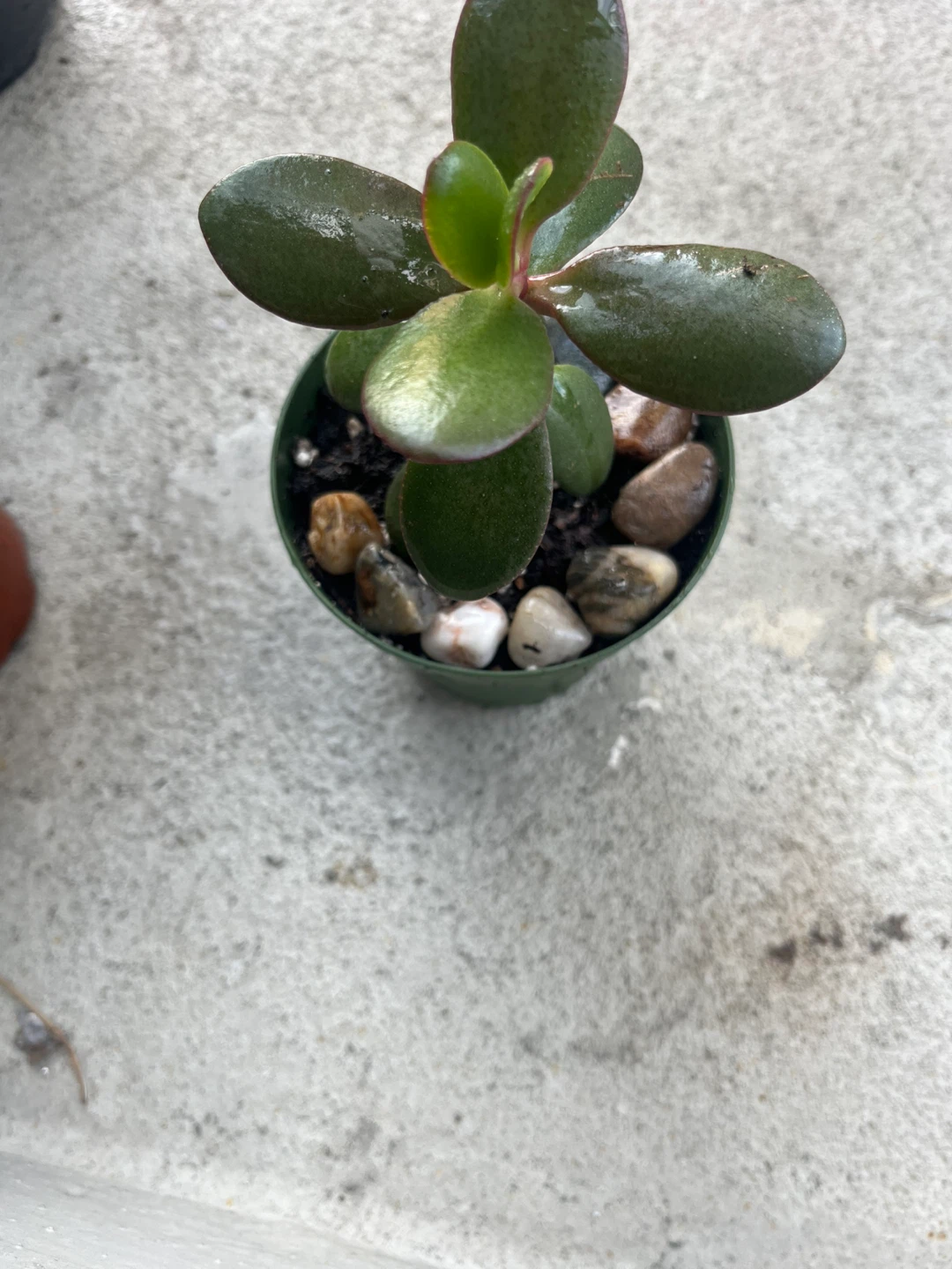 Jade Plant Succulent - photo 2