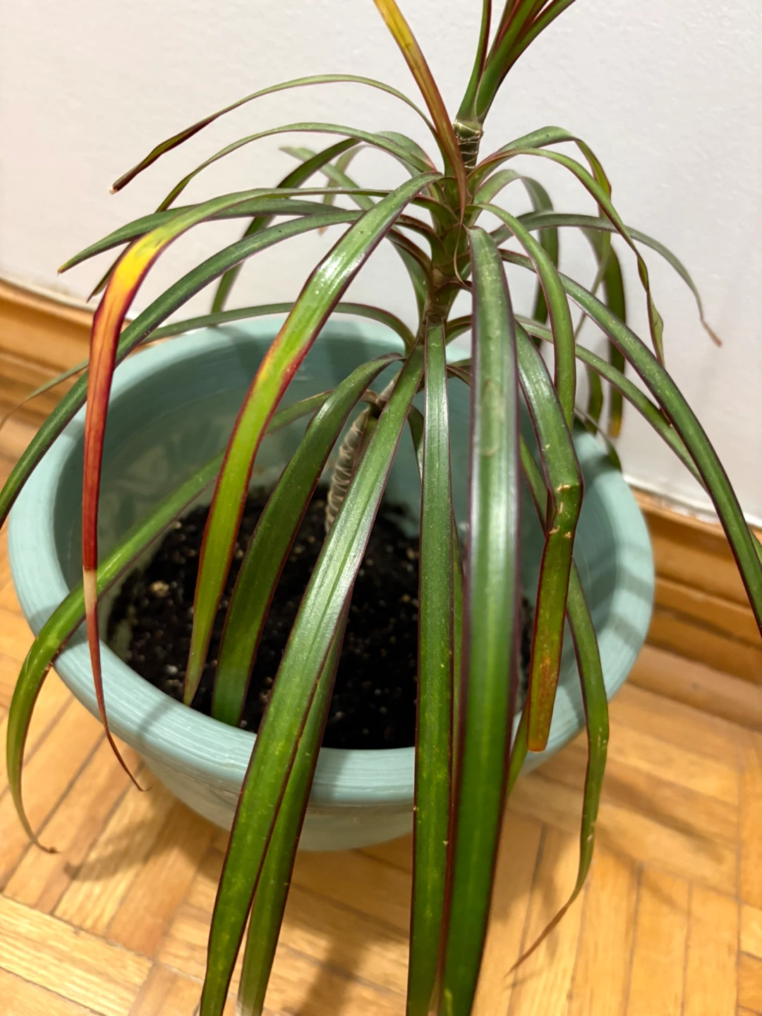 Dracaena Plant in 9” Teal Pot - photo 3
