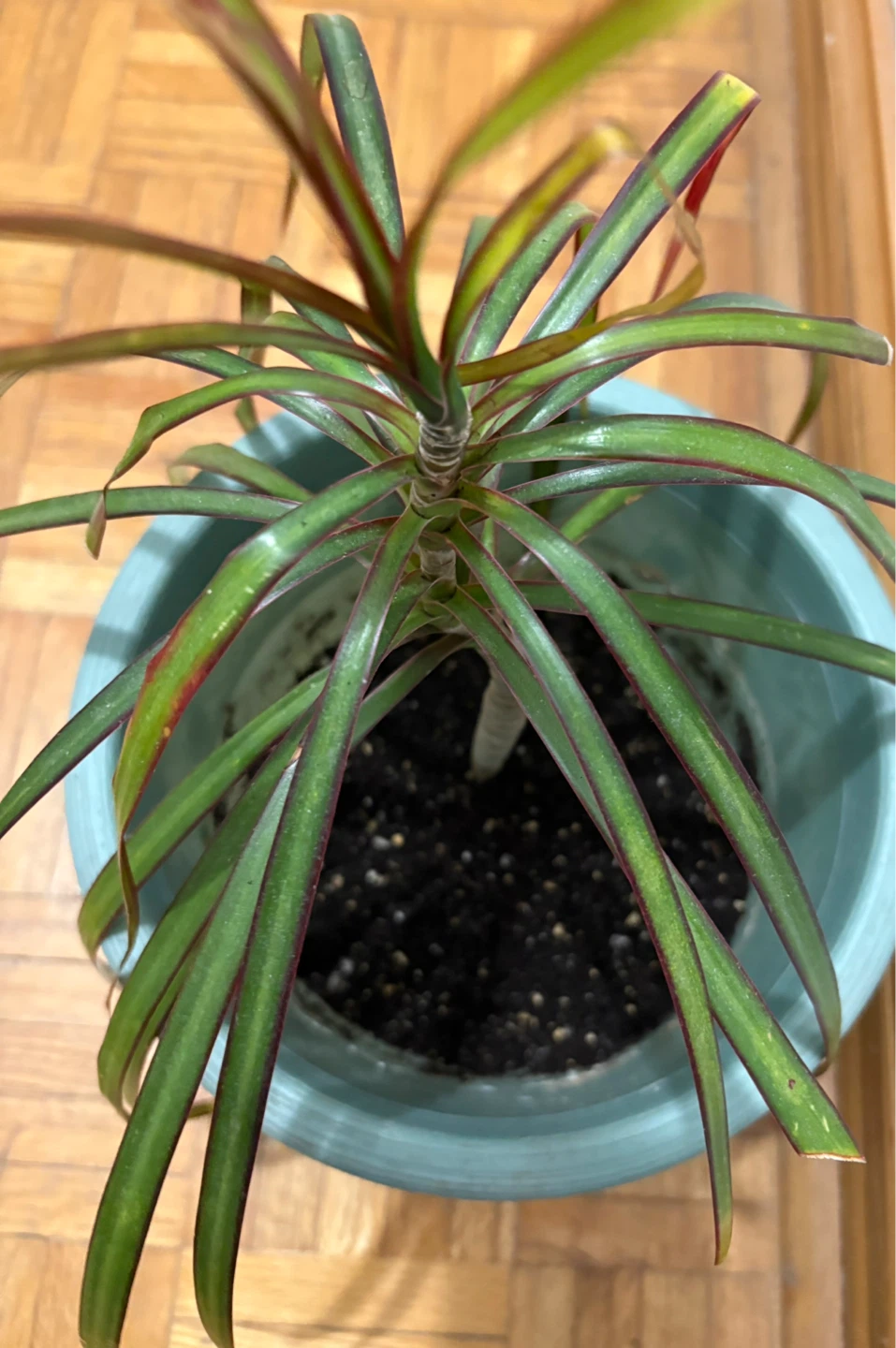 Dracaena Plant in 9” Teal Pot
