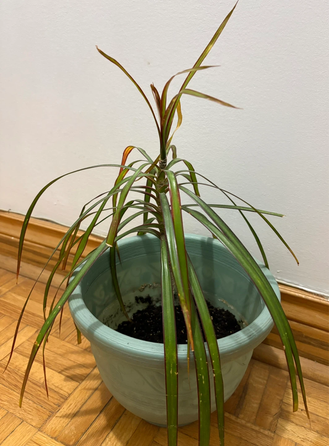 Dracaena Plant in 9” Teal Pot - photo 2