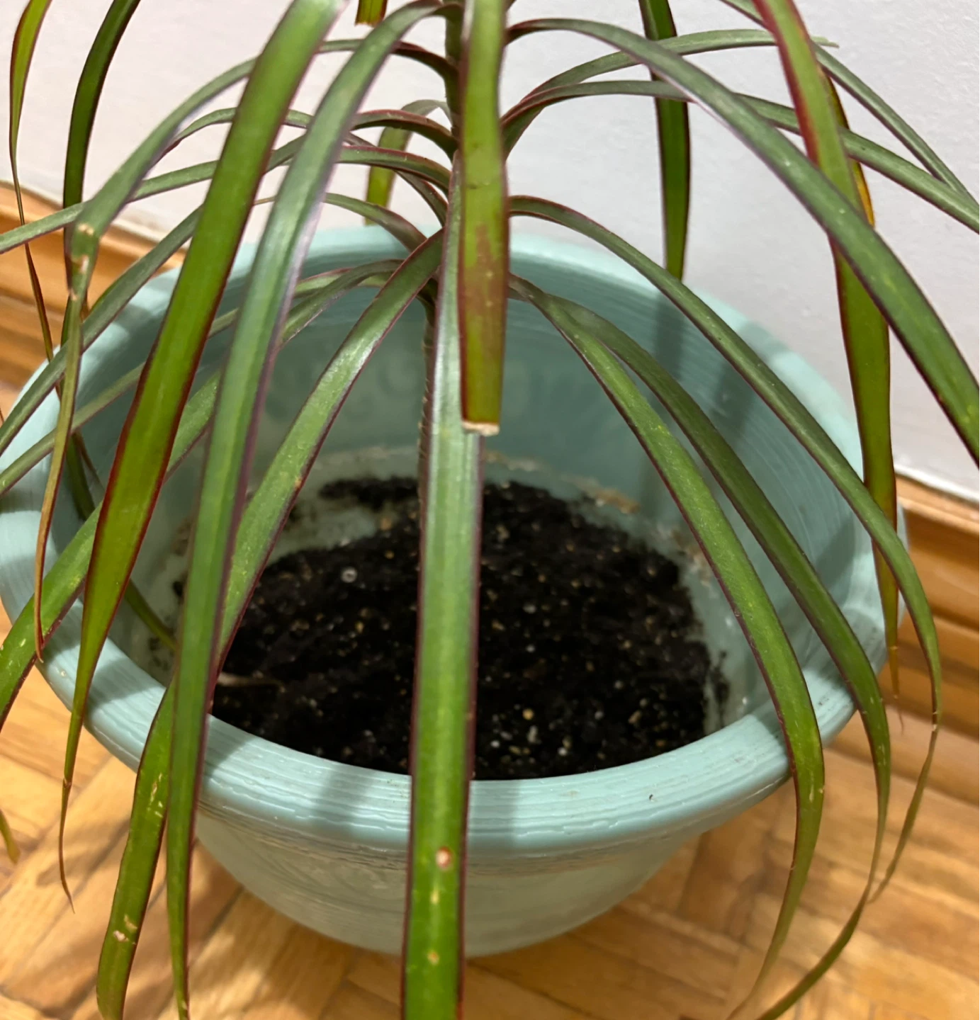 Dracaena Plant in 9” Teal Pot - photo 4