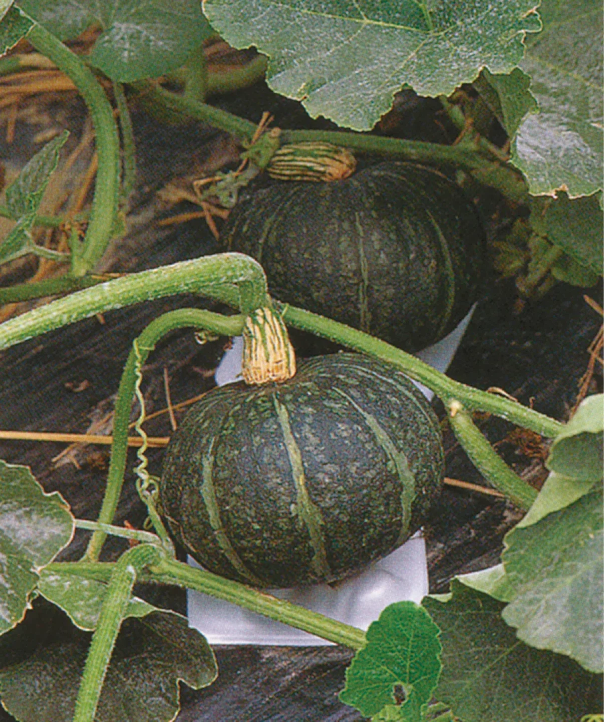 Sweet Mama Pumpkin - photo 2