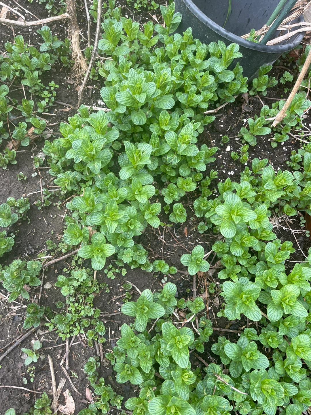 Fresh Mint Plant - photo 3