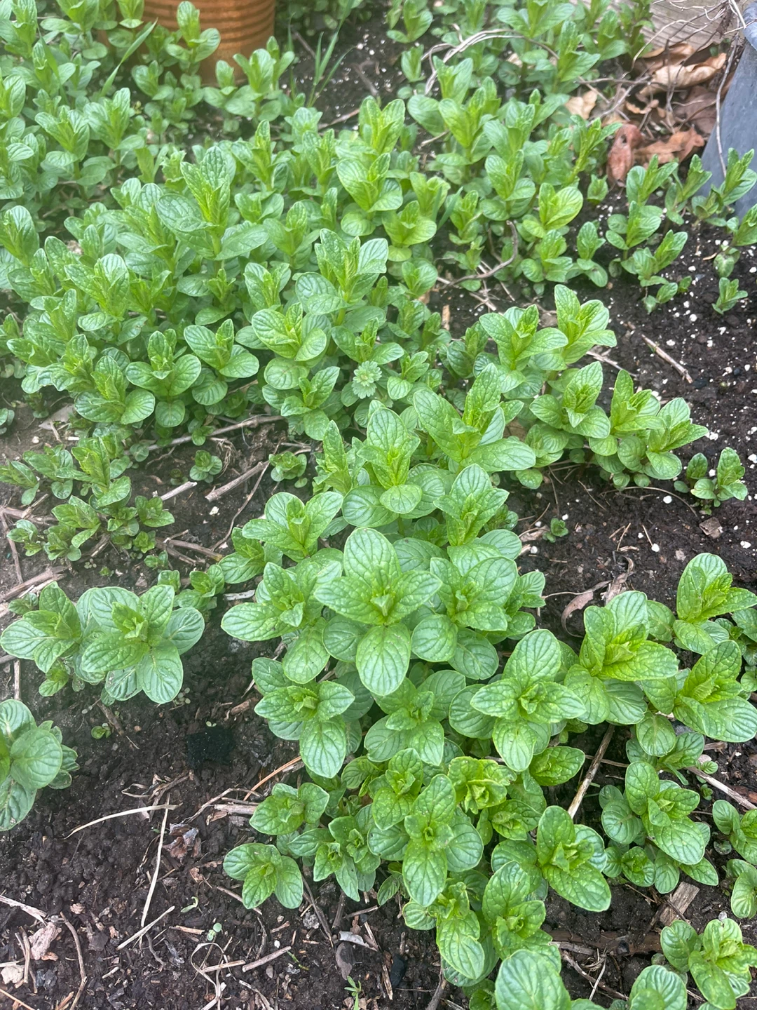 Fresh Mint Plant - photo 2