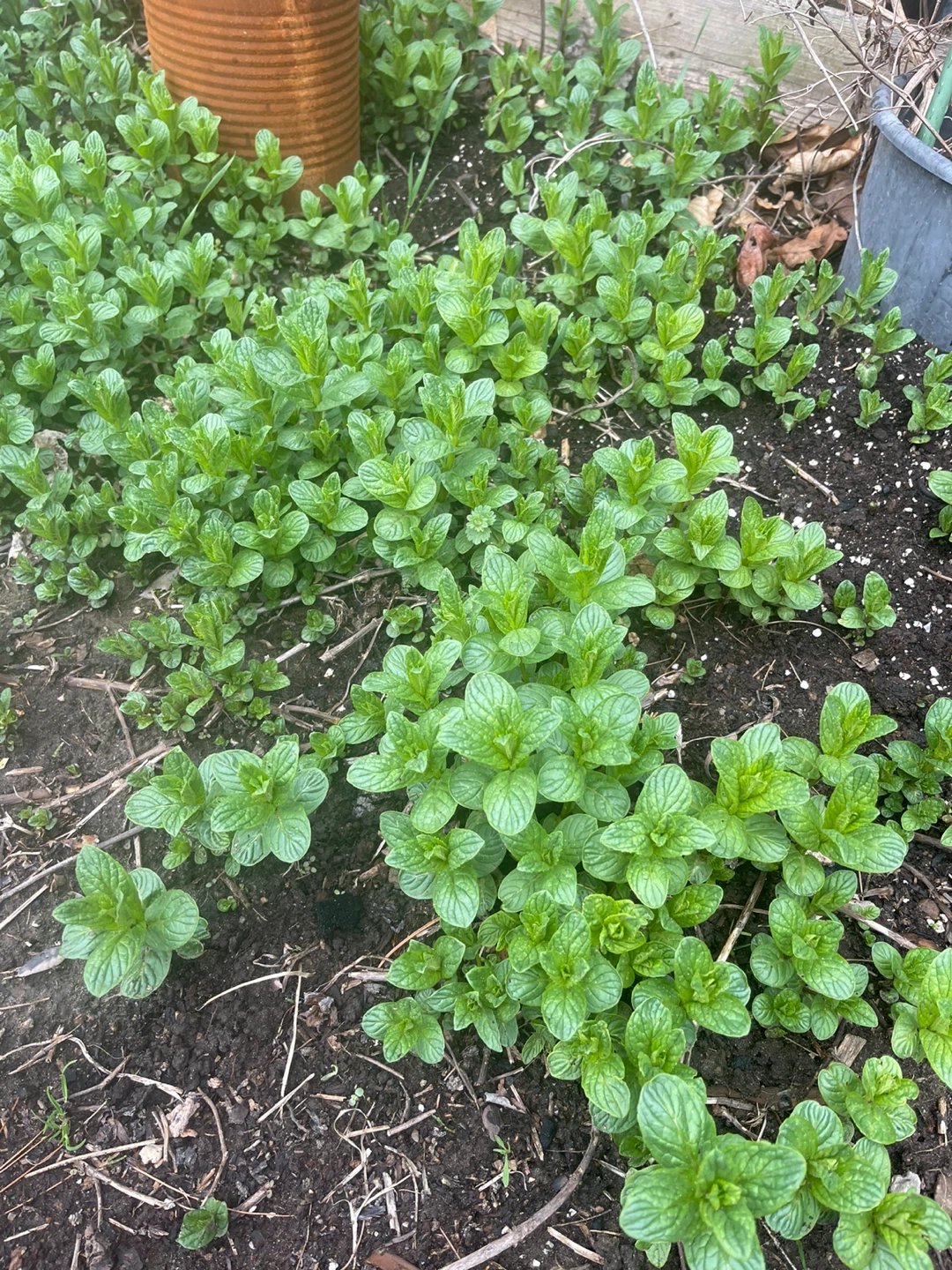 Fresh Mint Plant