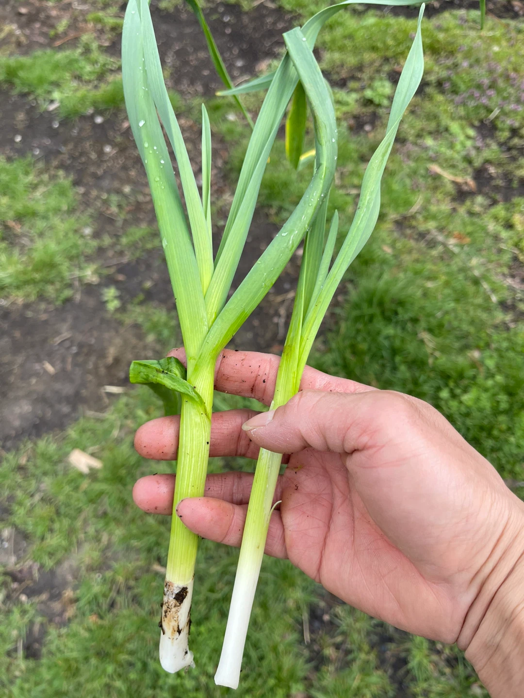Freshly Harvested Green Garlic - photo 2