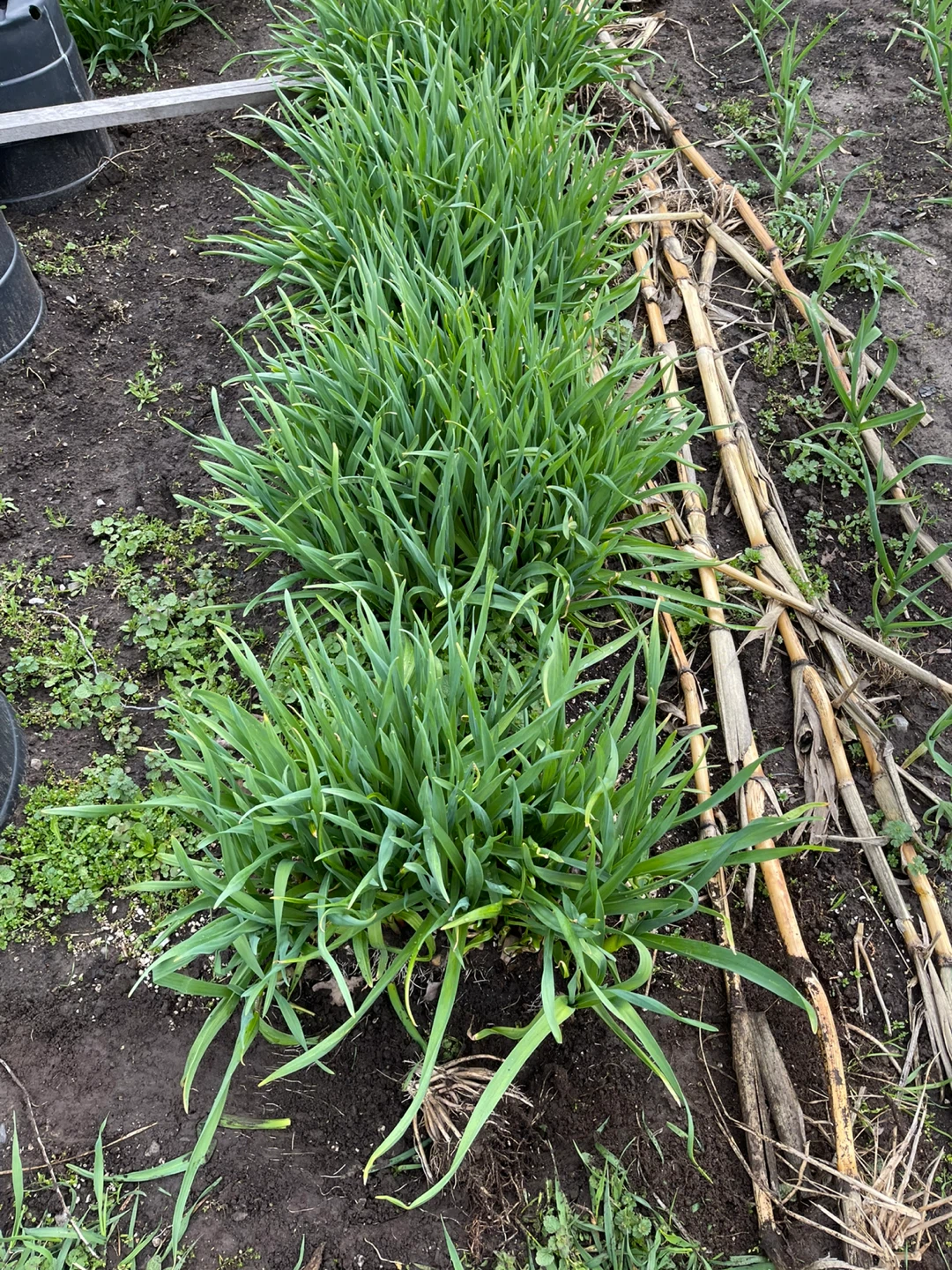 Freshly Harvested Green Garlic