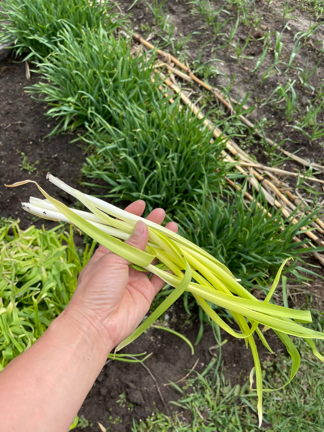 Freshly Harvested Green Garlic - photo 4
