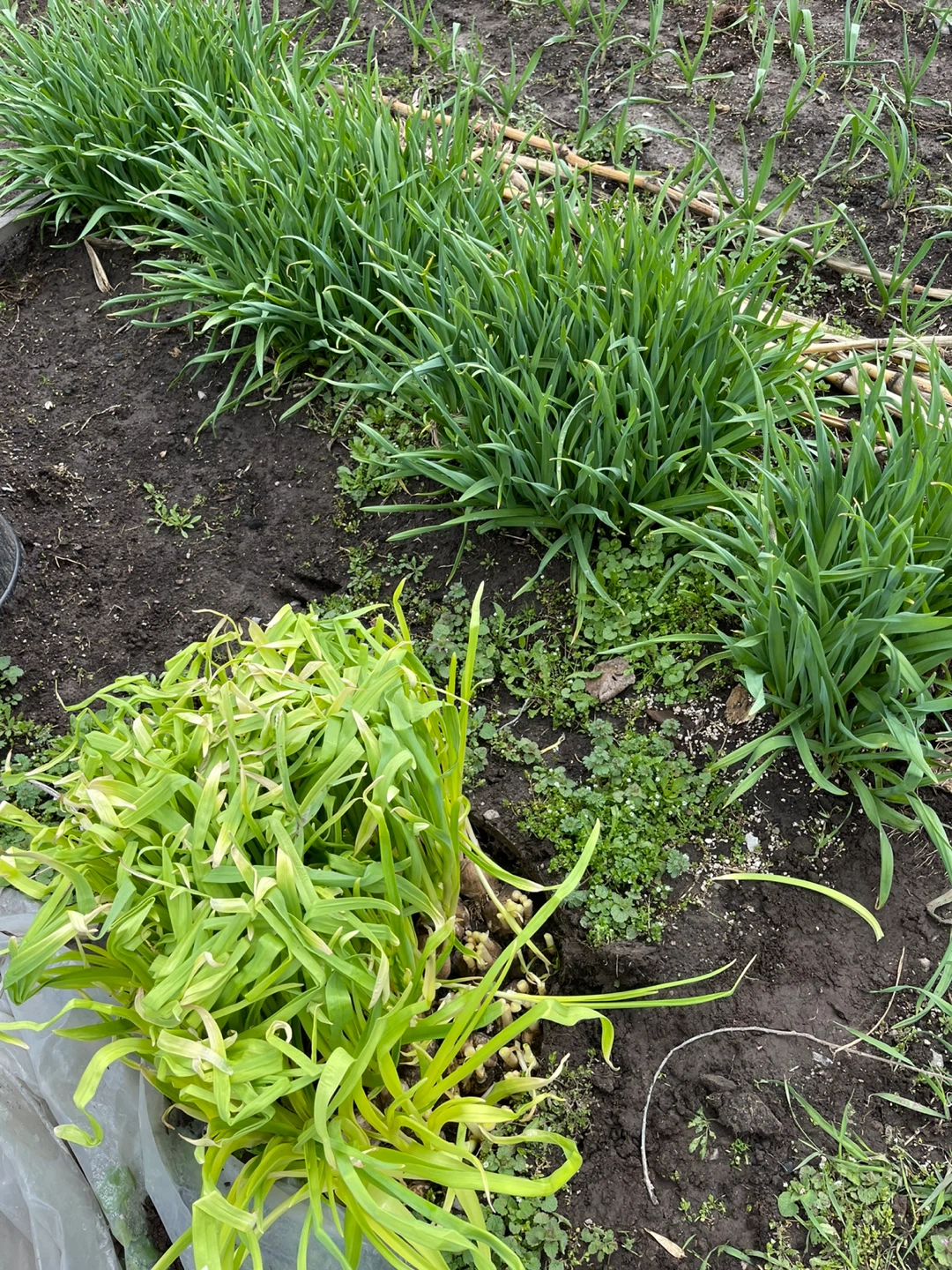 Freshly Harvested Green Garlic - photo 3