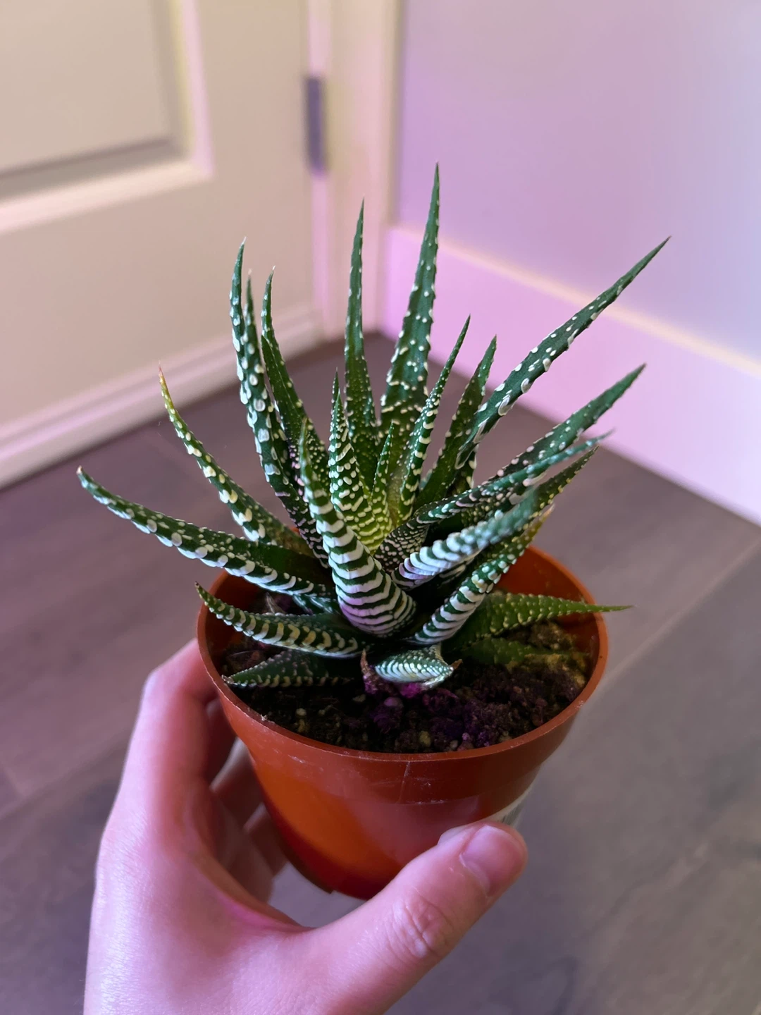 Haworthia Zebra Plant in Pot