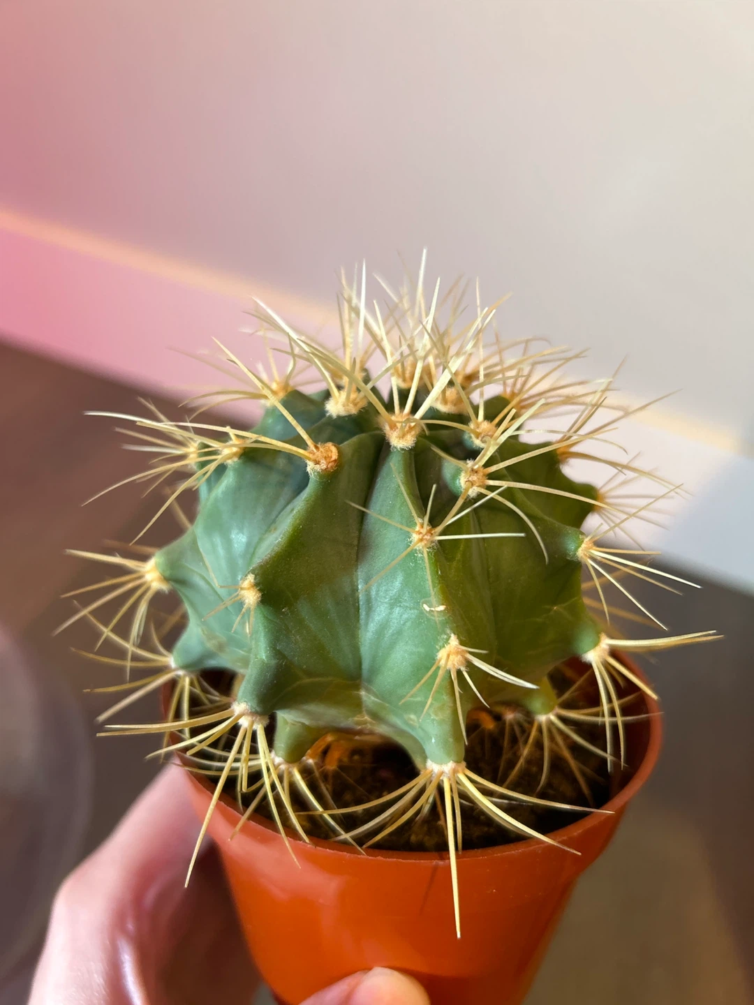 Small Cactus in Orange Pot