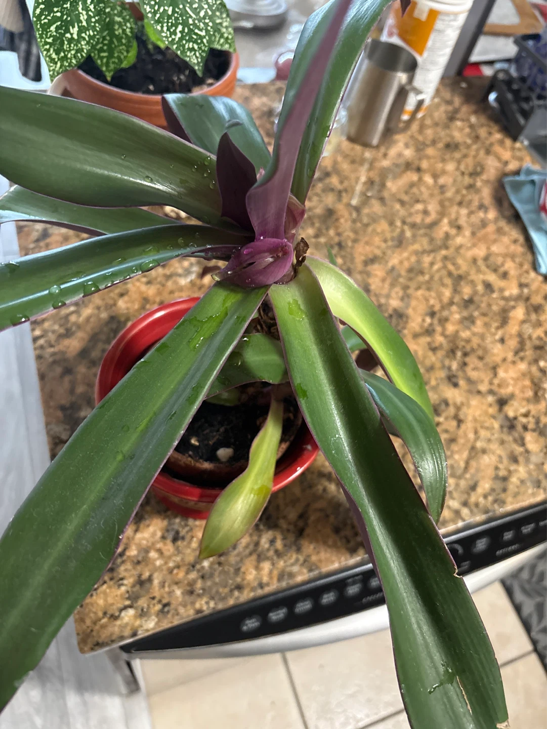 Tradescantia Zebrina Plant in Decorative Pot