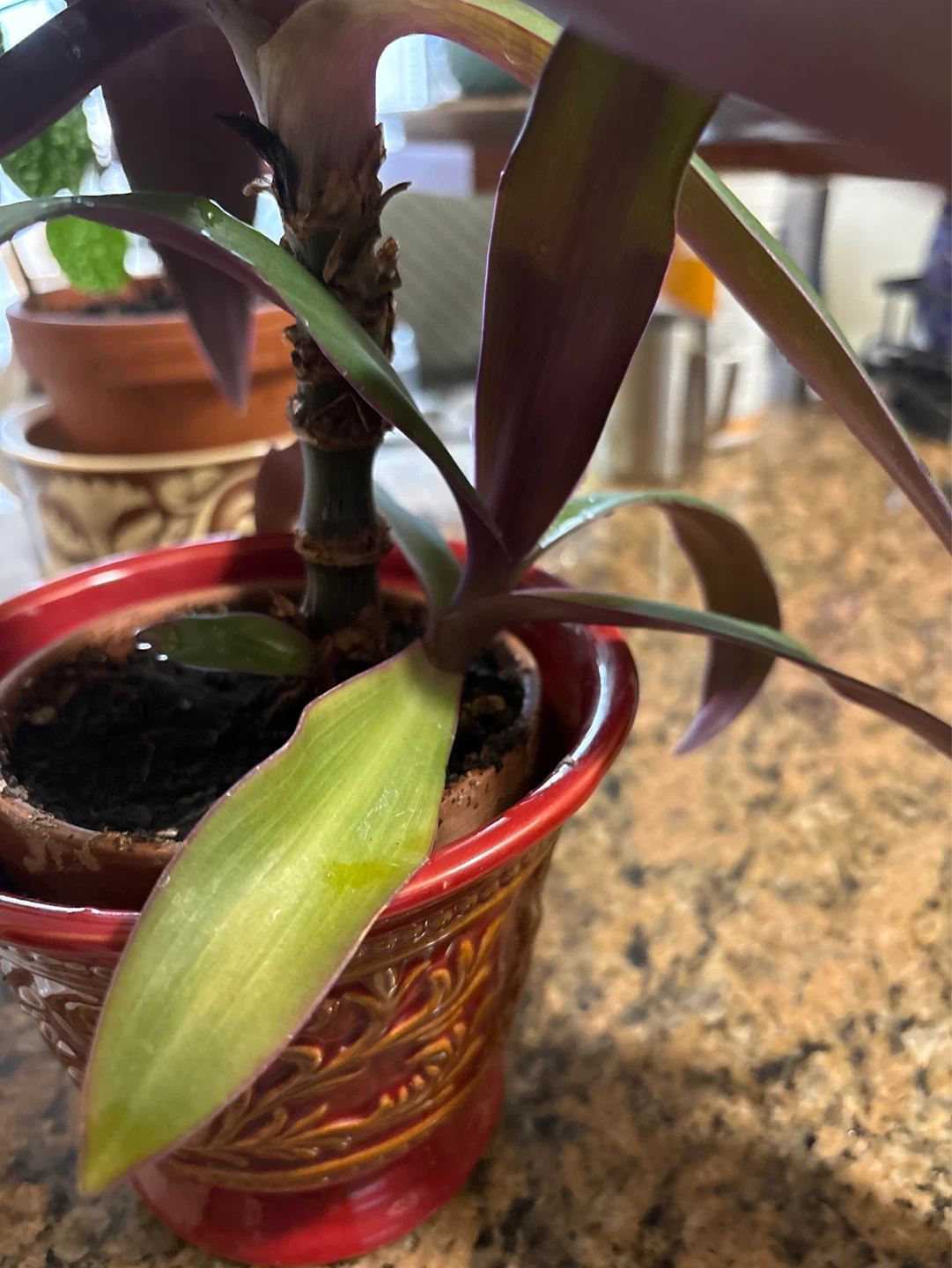 Tradescantia Zebrina Plant in Decorative Pot - photo 2