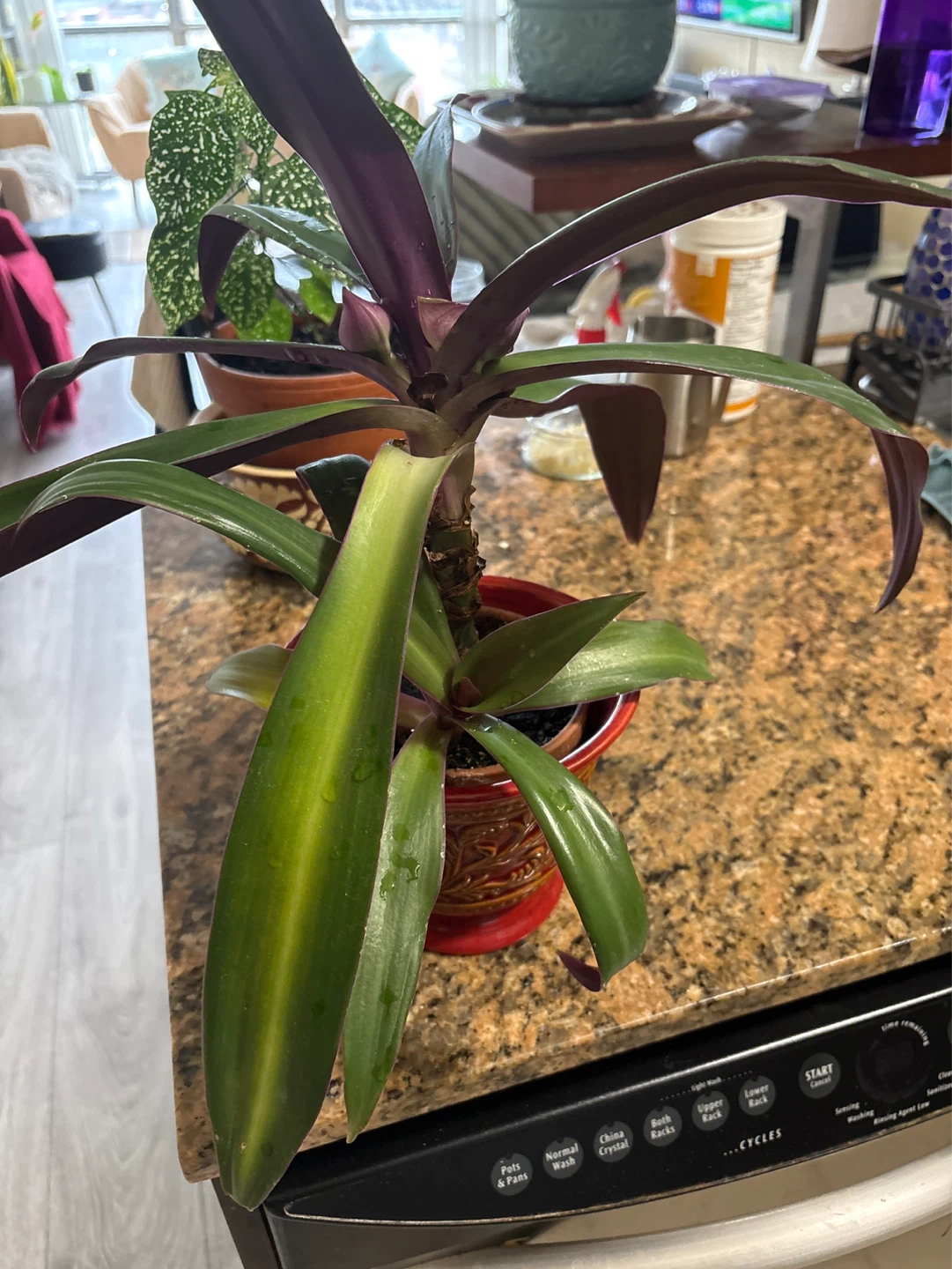 Tradescantia Zebrina Plant in Decorative Pot - photo 3
