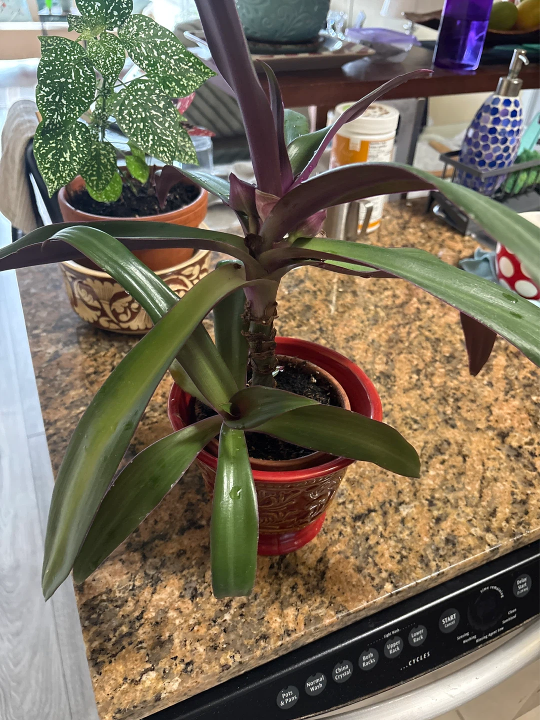 Tradescantia Zebrina Plant in Decorative Pot - photo 4