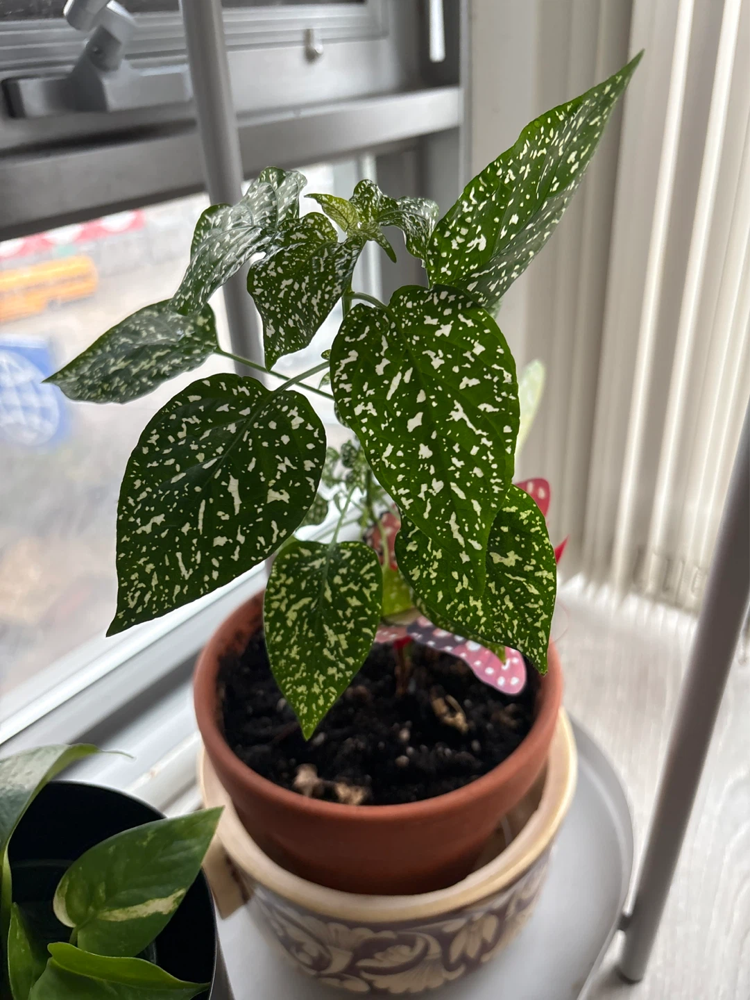 Polka Dot Plant (Hypoestes phyllostachya)
