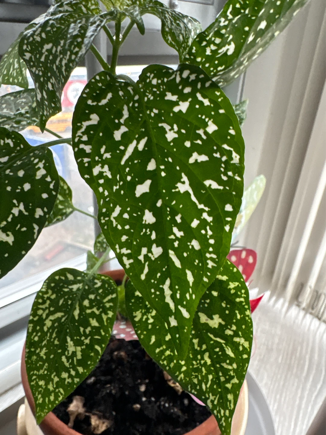 Polka Dot Plant (Hypoestes phyllostachya) - photo 3