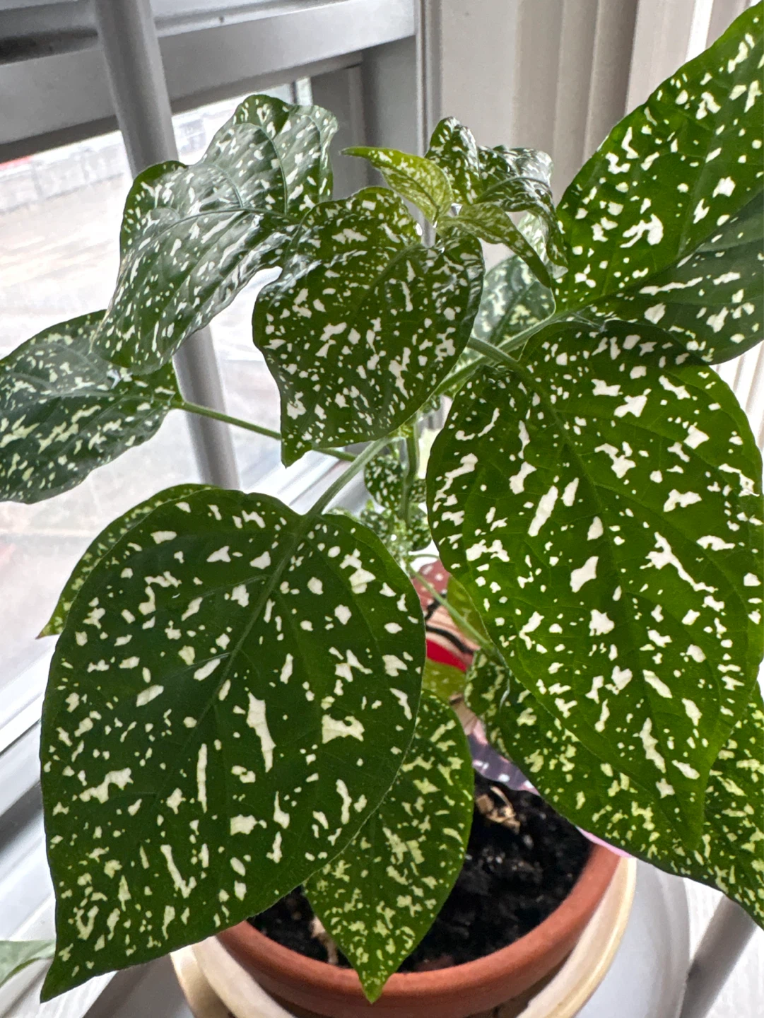 Polka Dot Plant (Hypoestes phyllostachya) - photo 2