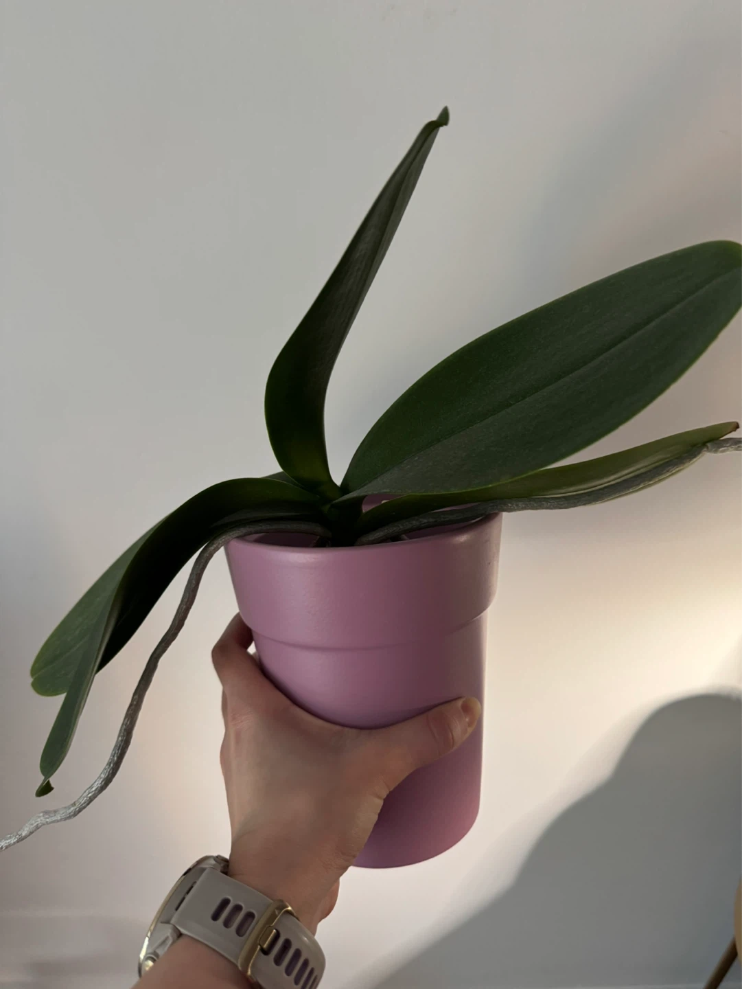 MUST GO - 3 Phalaenopsis Orchids - POTS INCLUDED (not in bloom) - photo 2