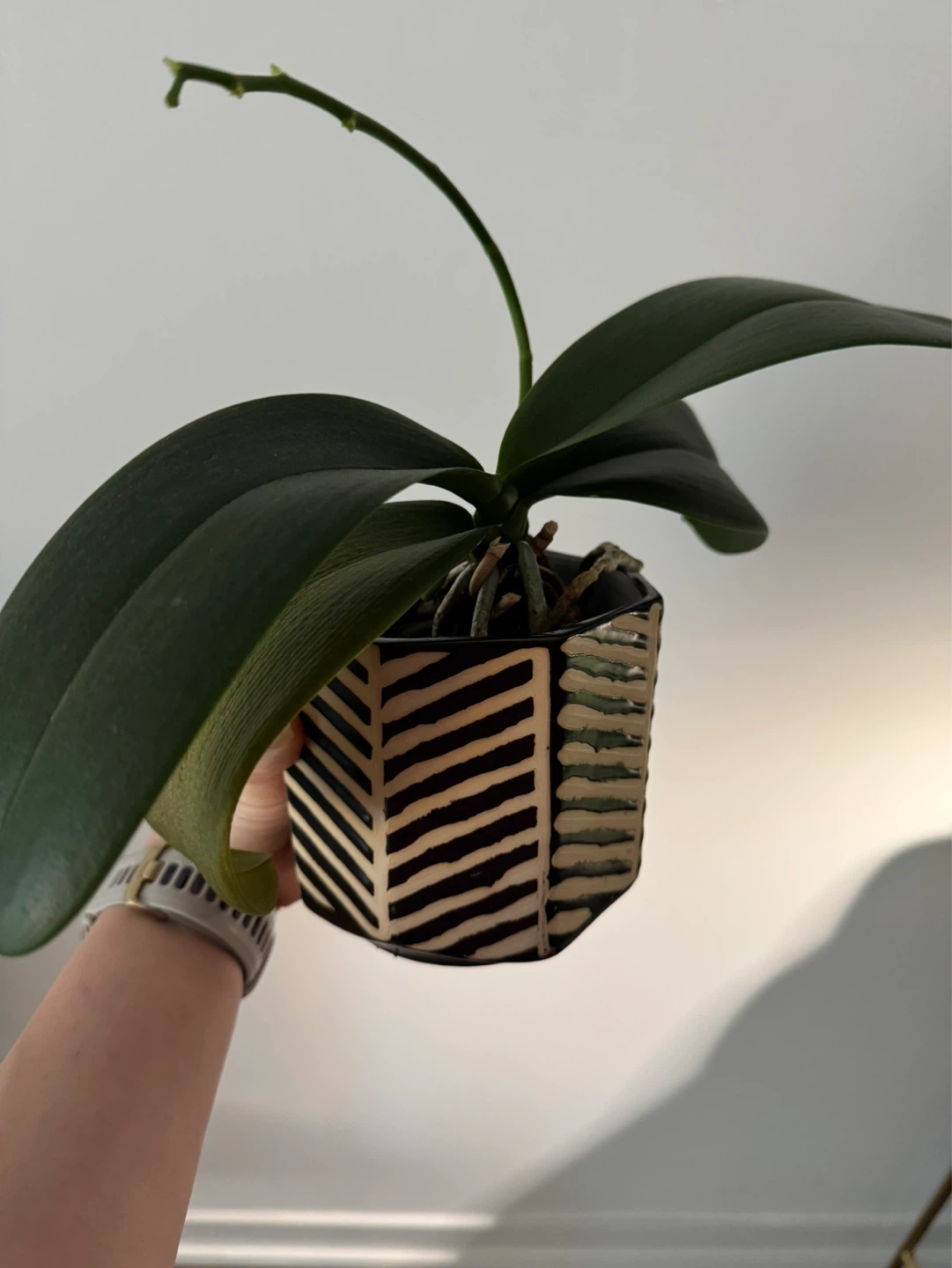 MUST GO - 3 Phalaenopsis Orchids - POTS INCLUDED (not in bloom) - photo 3