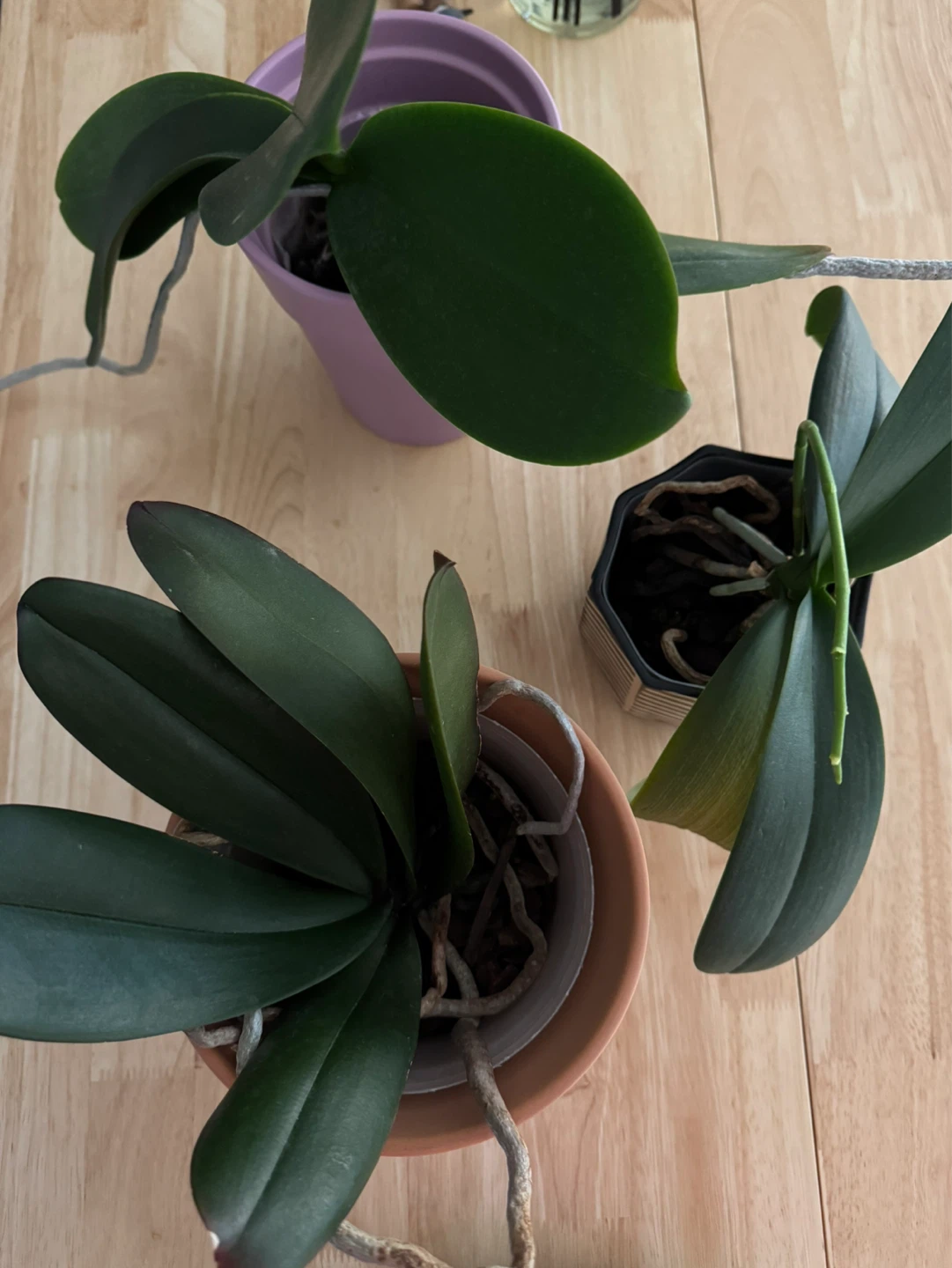 MUST GO - 3 Phalaenopsis Orchids - POTS INCLUDED (not in bloom)